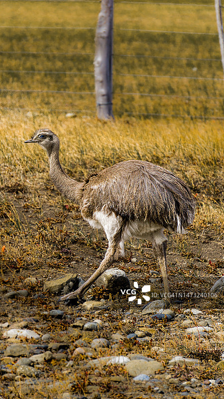 美洲鸵栖息在田野上的侧面图图片素材