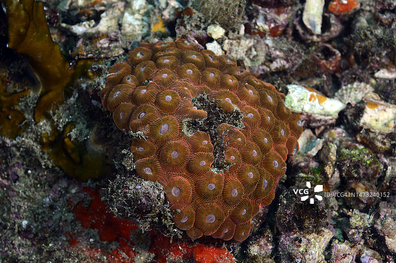 星珊瑚图片素材