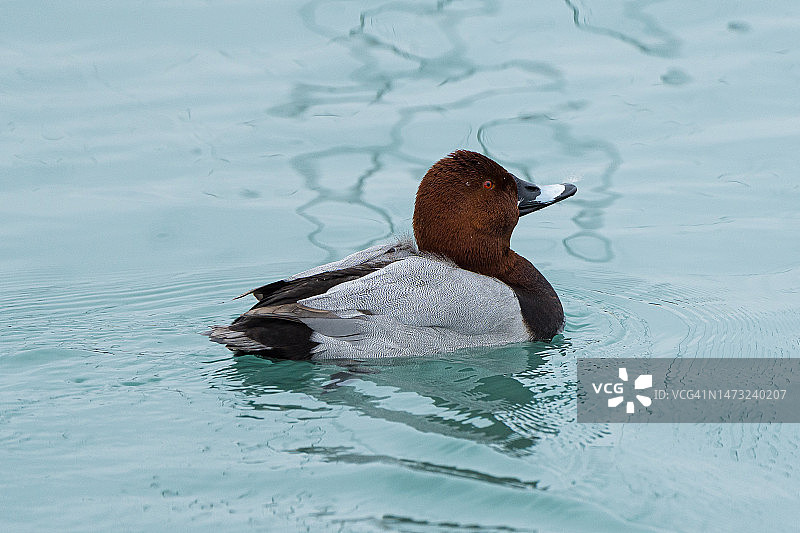 鸭子在湖里游泳的特写镜头图片素材