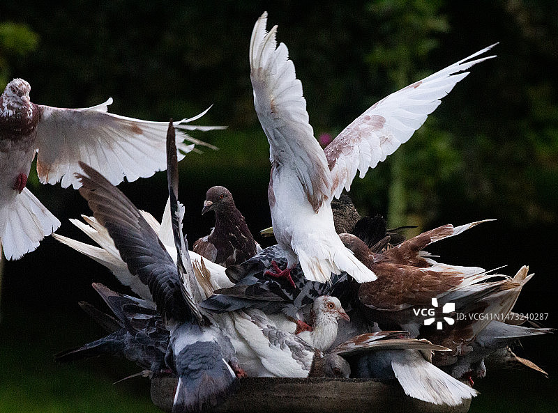 鸟群飞过田野的特写图片素材