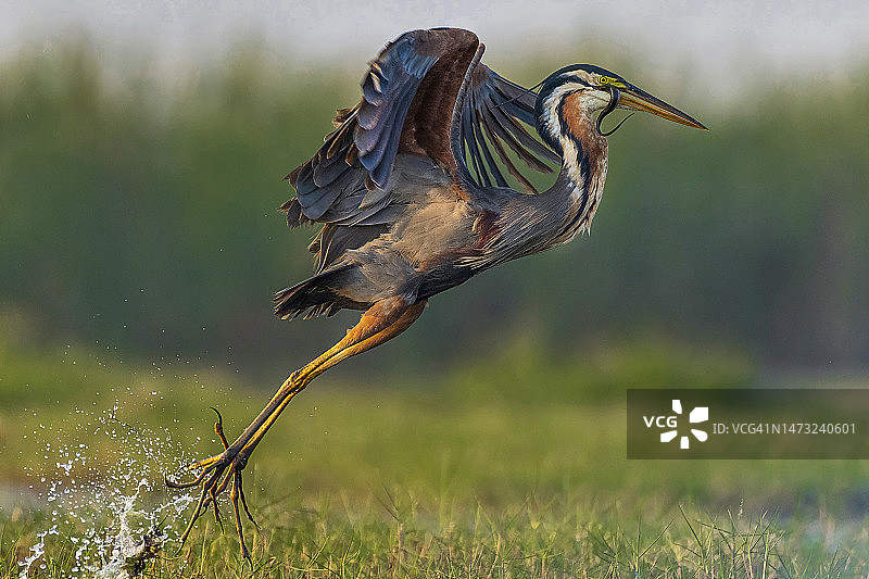 印度奥迪沙邦 Mangalajodi 的紫鹭和蛇图片素材