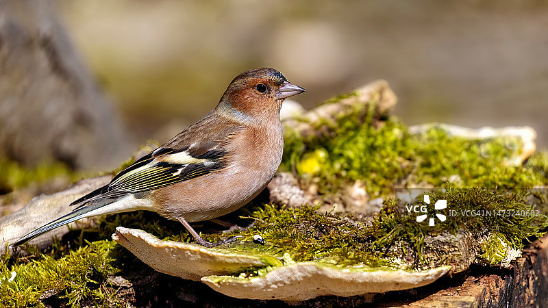 燕雀栖息在苔藓上特写，比利时红衣修道院图片素材