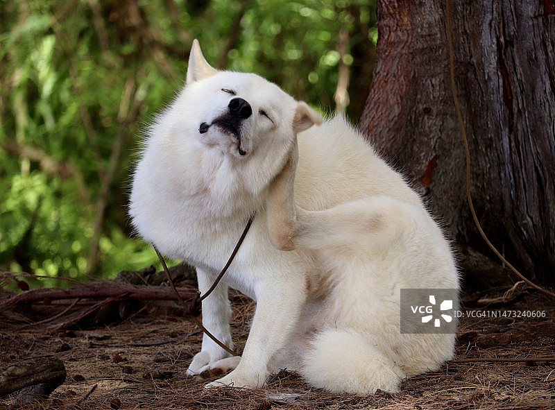 坐在树干上的雪橇犬特写，檀香山，夏威夷，美国图片素材