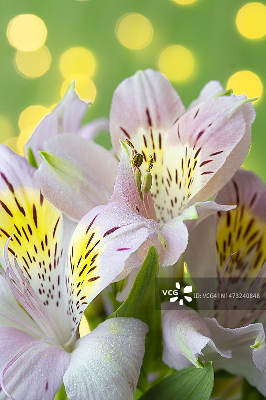 紫色开花植物的特写图片素材