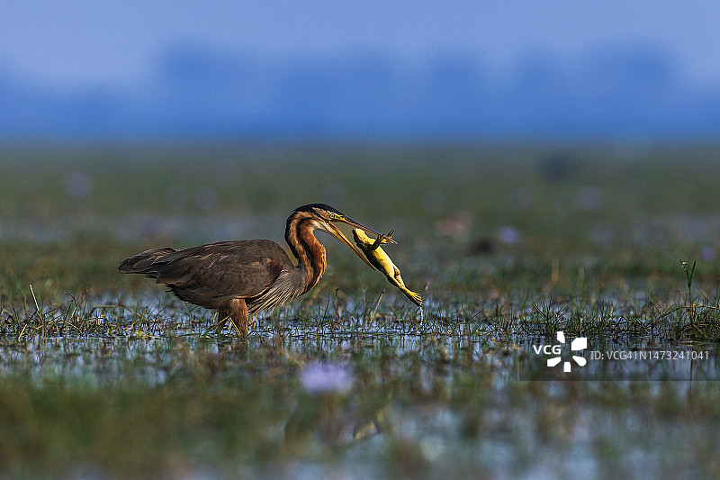 翠鸟栖息在田野上特写，印度奥里萨邦曼加拉约迪图片素材