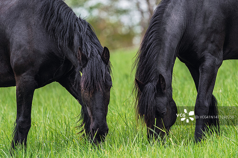 两匹马在捷克共和国的田野上吃草图片素材