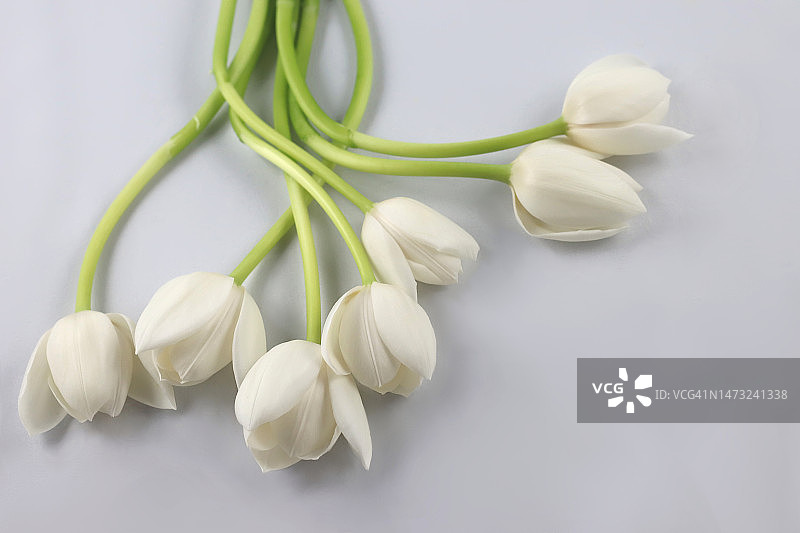 灰色背景上的白色花朵特写图片素材