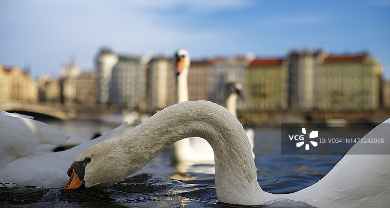 伏尔塔瓦河岸边的白色天鹅图片素材