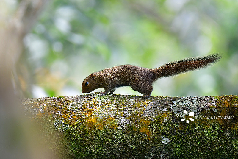 松鼠在岩石上的特写镜头，日惹，印度尼西亚图片素材