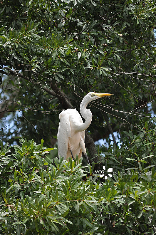 仰视视角：白鹭栖息于树上，美国E大街北段图片素材