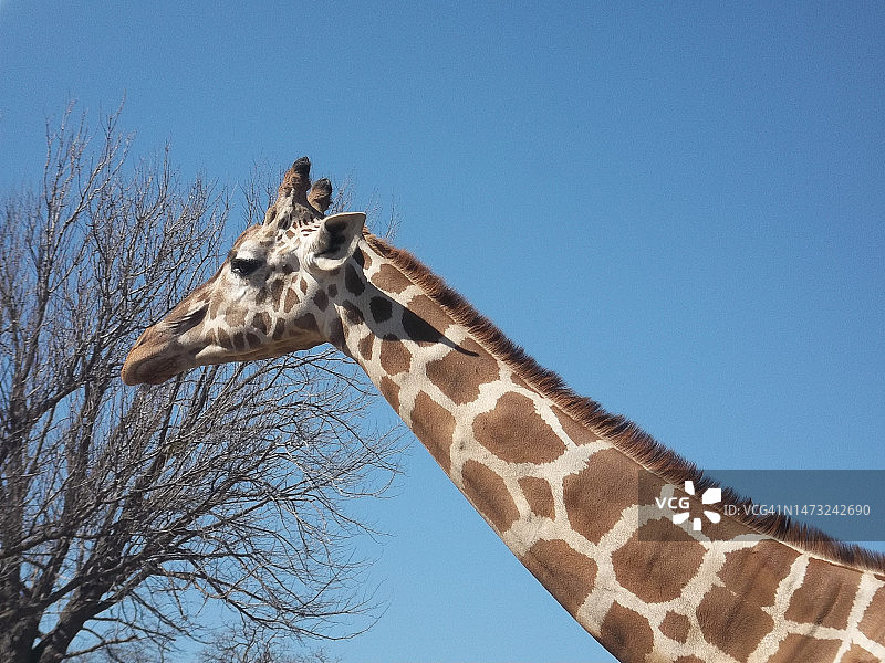 仰视角度拍摄的俄克拉荷马城动物园的长颈鹿图片素材