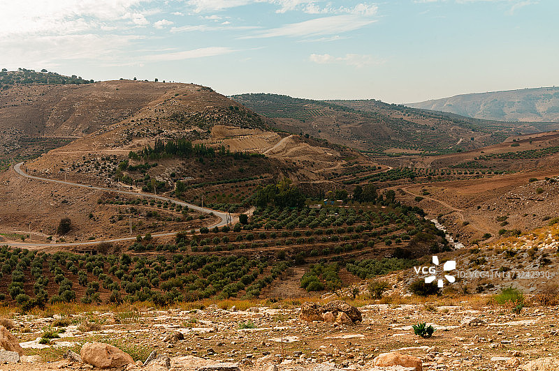 约旦安曼附近的橄榄树和绵延山丘图片素材