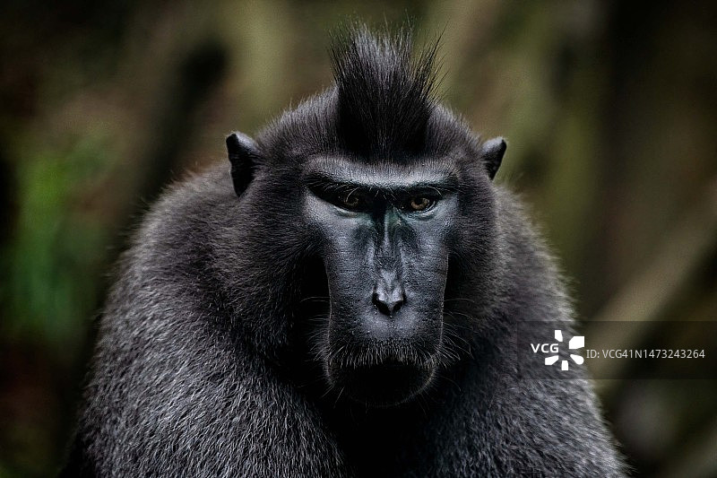 大猩猩的特写肖像图片素材