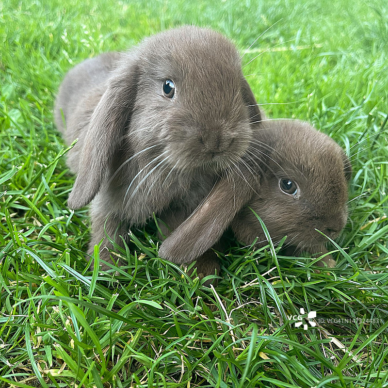 田野中的豚鼠特写图片素材