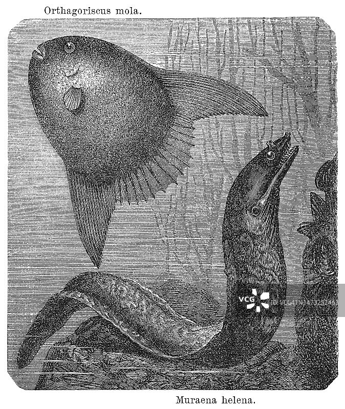 地中海海鳝或罗马鳗鱼和翻车鱼古老雕刻插图图片素材