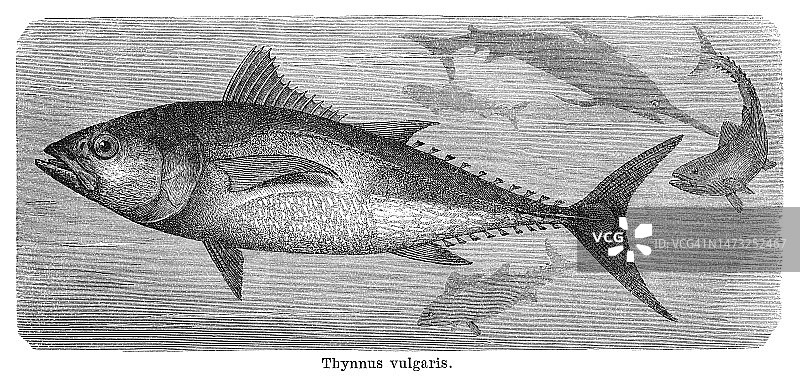 金枪鱼的古老雕刻插图，金枪鱼是属于鲭科（马鲛鱼）家族Thunnini族的咸水鱼图片素材