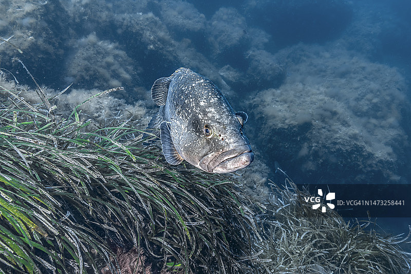 褐石斑鱼图片素材