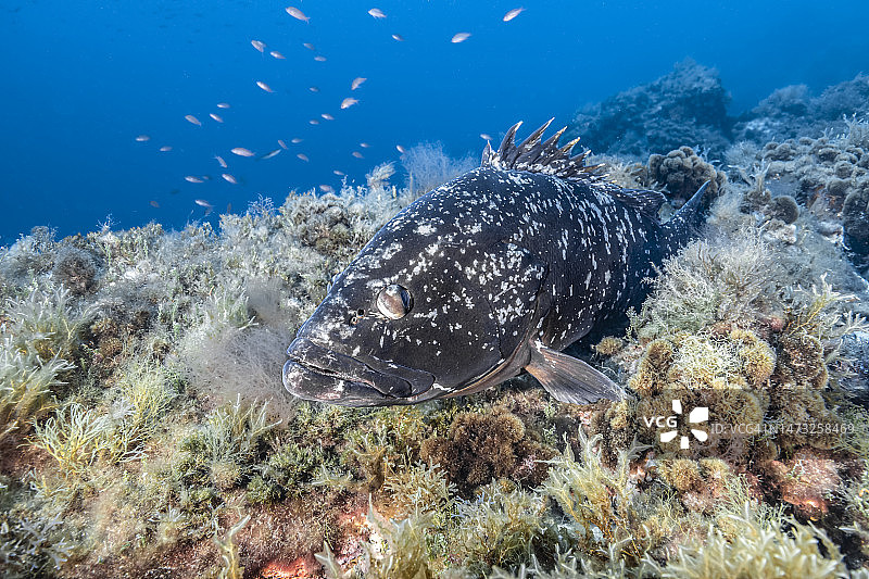 褐石斑鱼图片素材