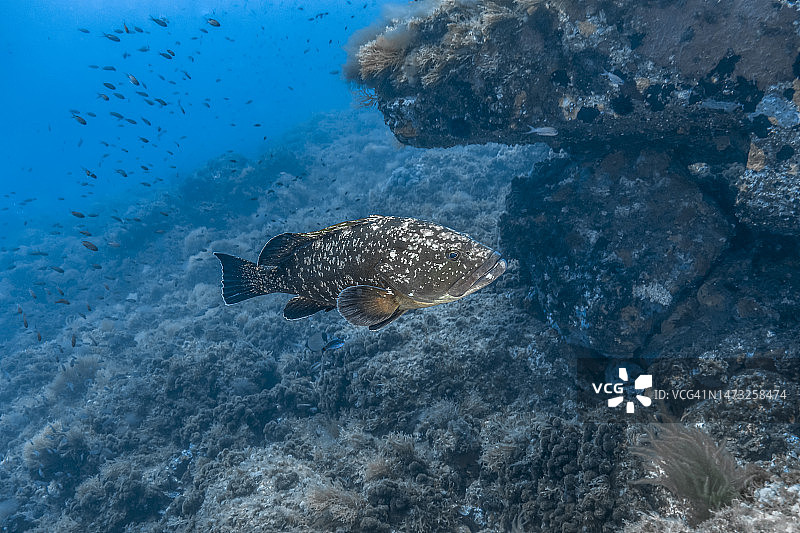褐石斑鱼图片素材