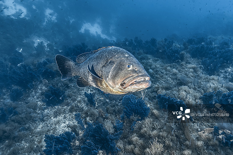 褐石斑鱼图片素材