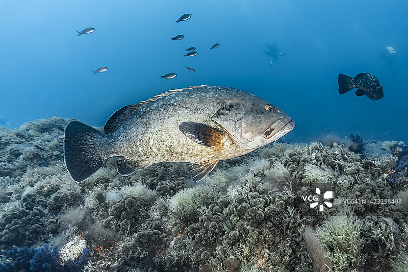 褐石斑鱼图片素材