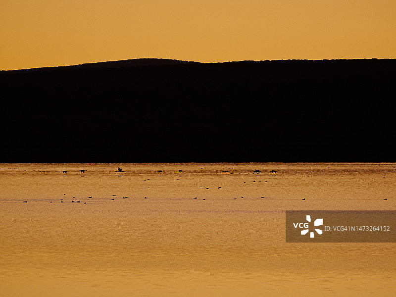夕阳下飞越湖面的灰鹤群图片素材