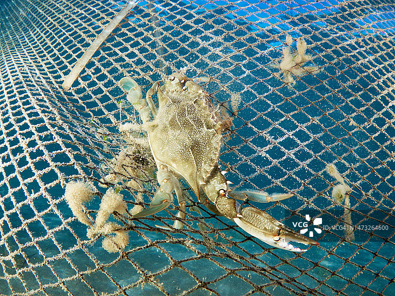 渔网中捕获的蓝色螃蟹图片素材