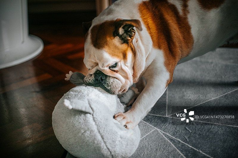 狗狗在家中地毯上玩玩具图片素材