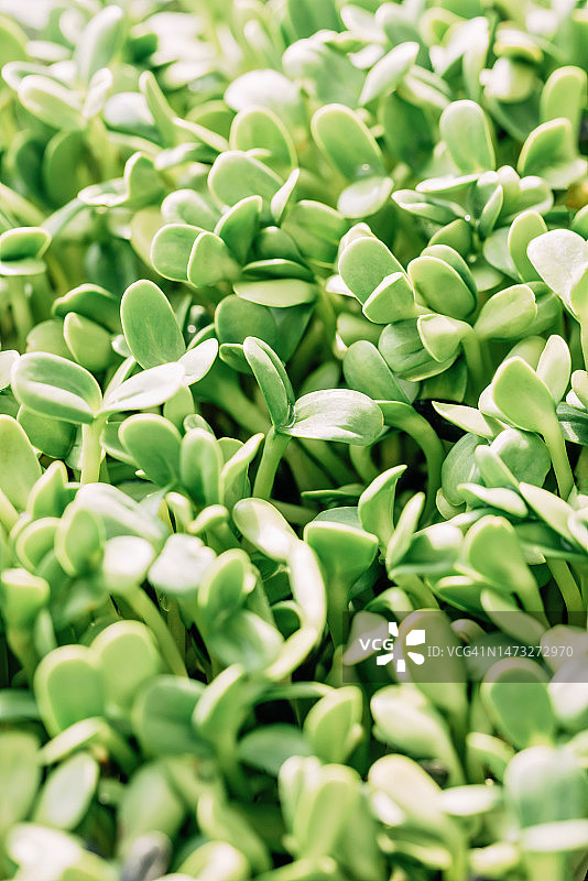 豌豆和向日葵的嫩芽，在家种植微型蔬菜图片素材