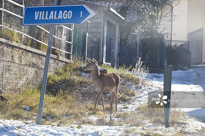 乡村独鹿图片素材
