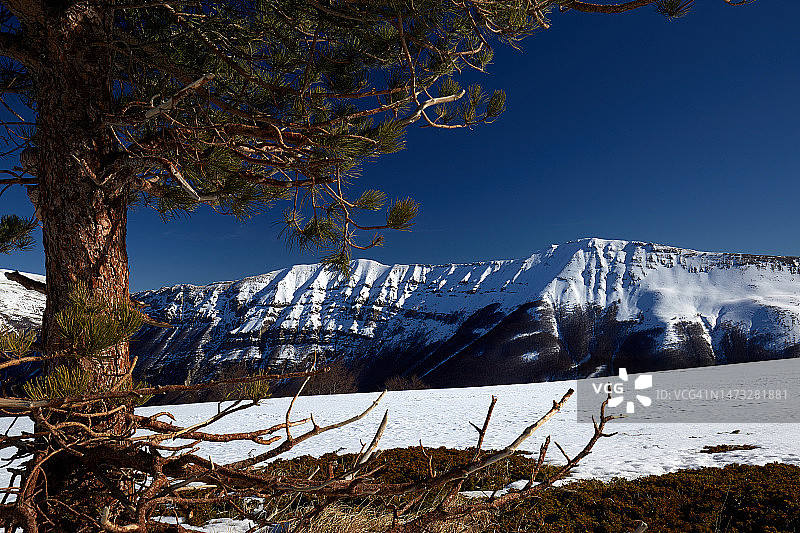 蒙特波拉拉 2137 mslm图片素材