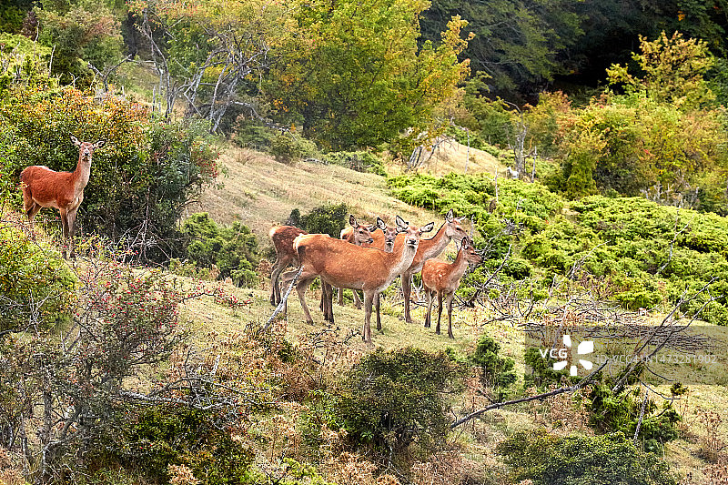 一群鹿图片素材