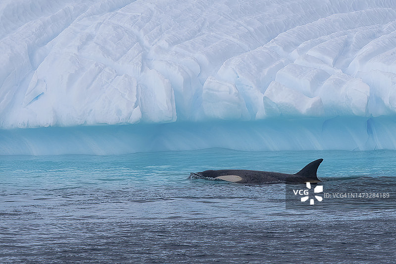 南极水域中的虎鲸图片素材