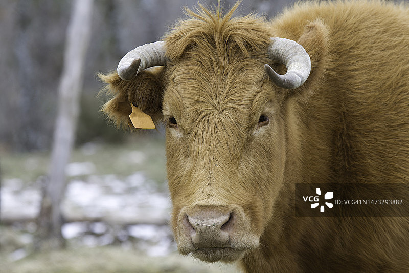 奶牛的特写肖像，西班牙马德里省保拉山谷图片素材