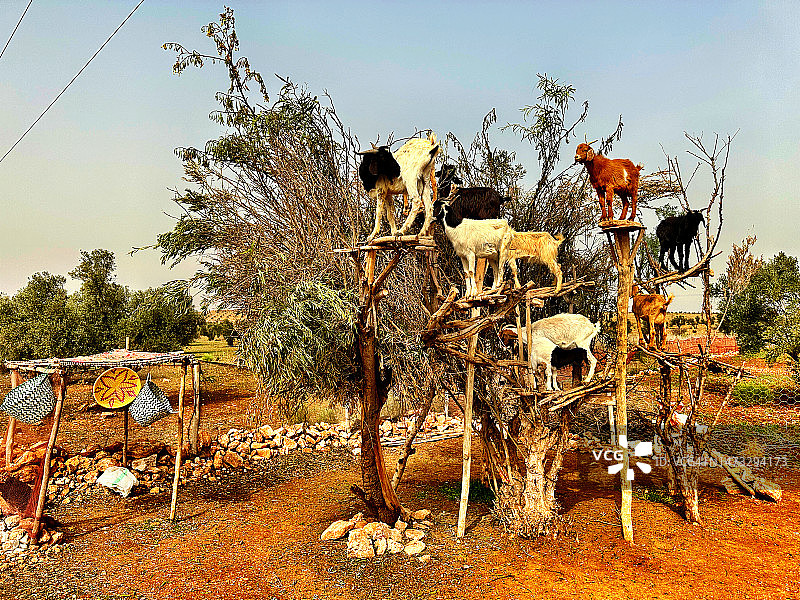 摩洛哥索维拉附近，站在刺阿干树上的山羊图片素材