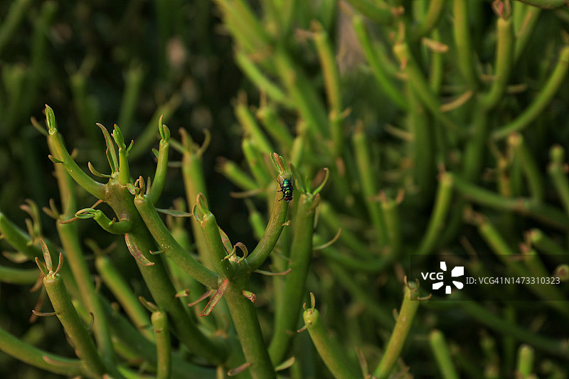 带食蚜蝇的火棍植物特写图片素材