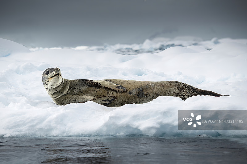 张着嘴躺在冰上的豹海豹，地点：南极洲弗兰德湾图片素材