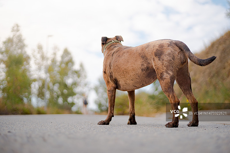 老狗眼睁睁地看着主人离去并抛弃它在路上，动物遗弃概念，收养概念图片素材