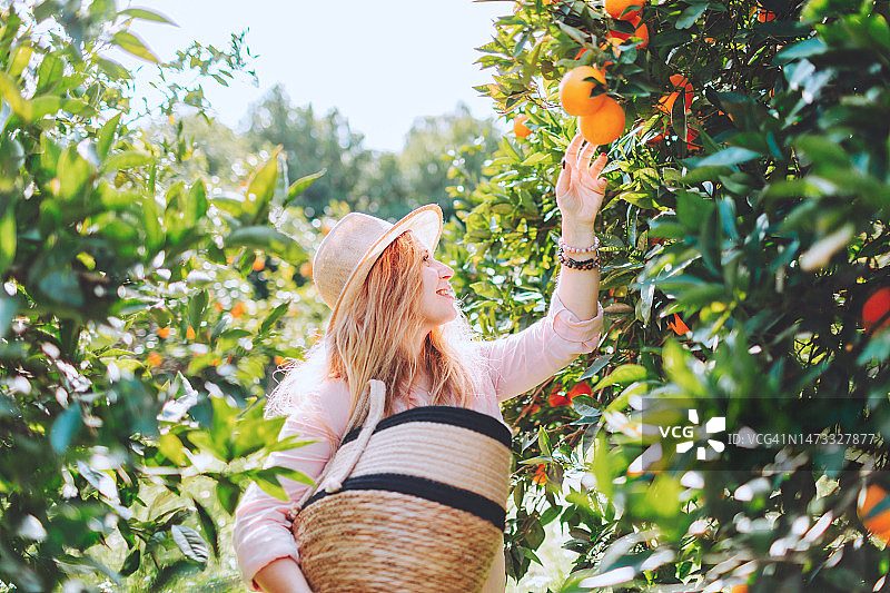 年轻女子在花园里采摘橘子图片素材