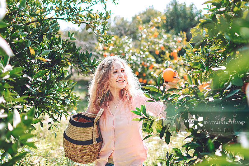 年轻女子在花园里采摘橘子图片素材