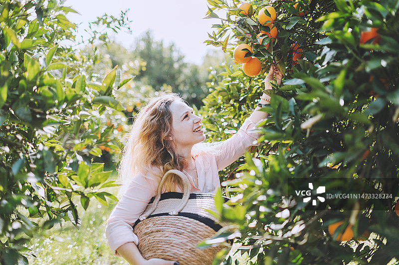 年轻女子在花园里采摘橘子图片素材