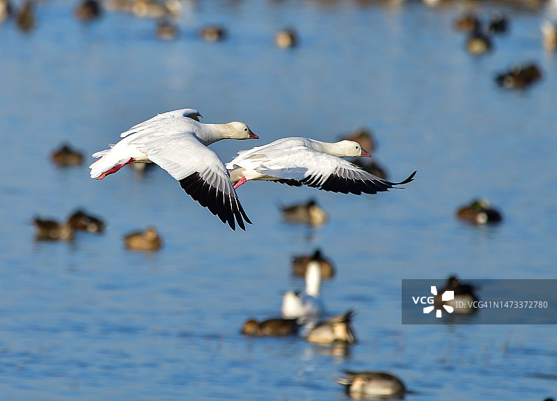 迁徙的罗斯雁飞入太平洋迁徙路线上的亚诺塞科国家野生动物保护区图片素材