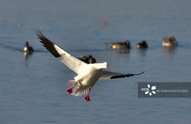 迁徙的罗斯雁飞入太平洋迁徙路线上的亚诺塞科国家野生动物保护区图片素材