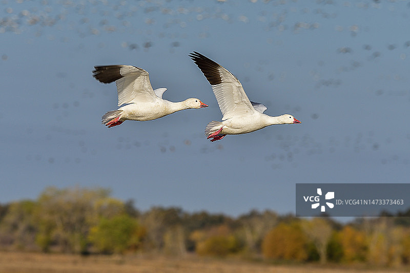 迁徙的罗斯雁飞入太平洋迁徙路线上的亚诺塞科国家野生动物保护区图片素材
