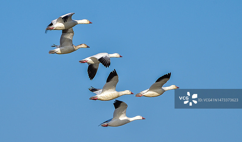 雪雁迁徙至拉诺塞科国家野生动物保护区图片素材