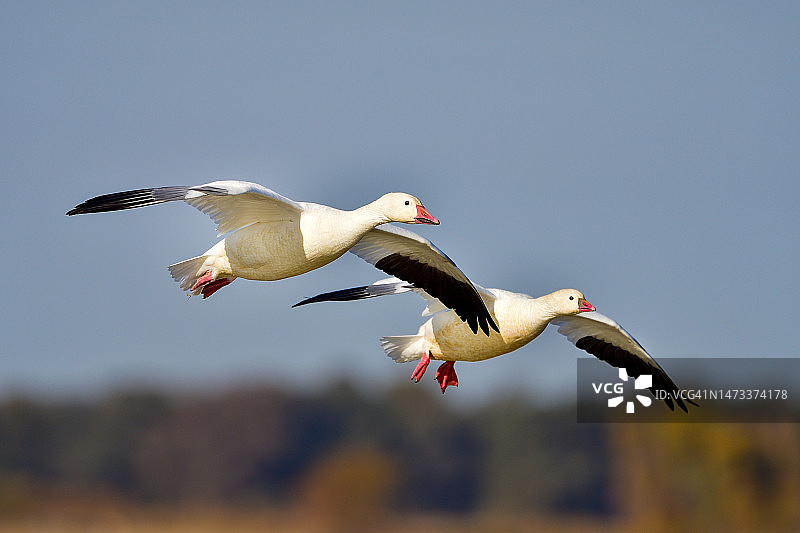 迁徙的罗斯雁飞入太平洋迁徙路线上的亚诺塞科国家野生动物保护区图片素材