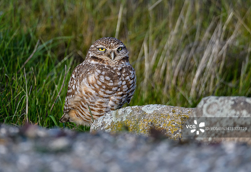 穴鸮在路边排水涵洞的巢穴外图片素材