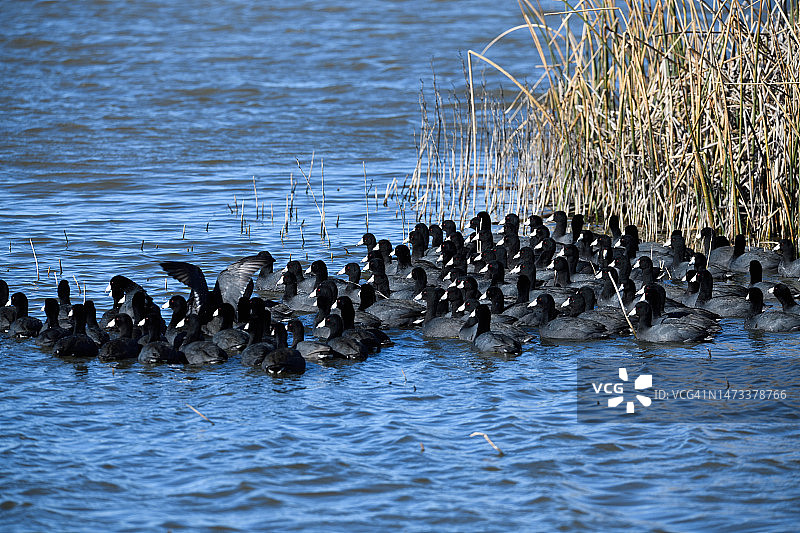 受惊后聚集的骨顶鸡图片素材