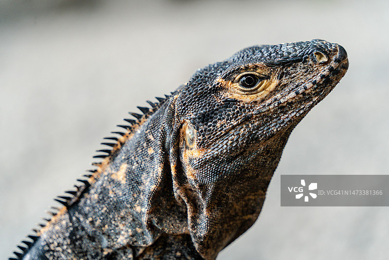 曼努埃尔·安东尼奥国家公园的黑色鬣蜥图片素材