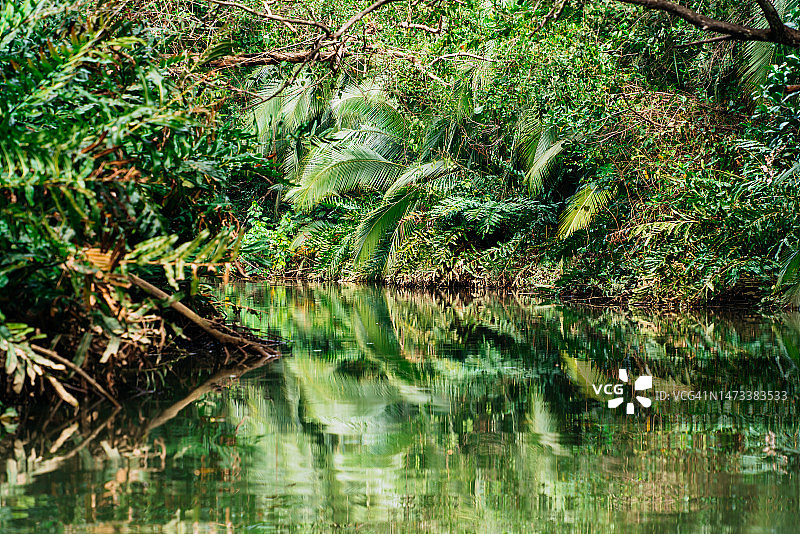 哥斯达黎加热带森林绿色背景与复制空间图片素材